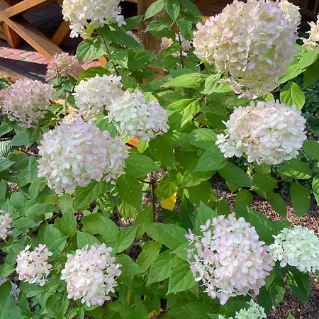 Okka Holiday Ferienhaus