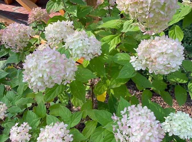 Okka Casa de Férias